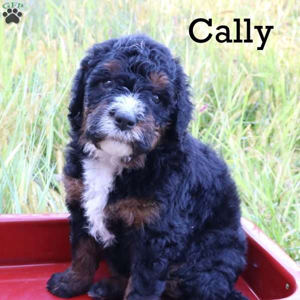 Cally, Bernedoodle Puppy